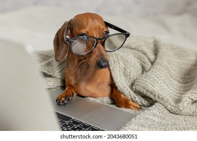 Dwarf Sausage Dachshund In Black Glasses Covered With A Gray Blanket Works, Reads, Looks At A Laptop. Dog Blogger. Home Office.