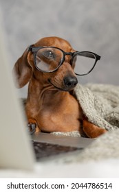 Dwarf Sausage Dachshund In Black Glasses Covered With A Gray Blanket Works, Reads, Looks At A Laptop. Dog Blogger. Home Office.