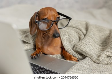 Dwarf Sausage Dachshund In Black Glasses Covered With A Gray Blanket Works, Reads, Looks At A Laptop. Dog Blogger. Home Office.