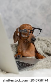 Dwarf Sausage Dachshund In Black Glasses Covered With A Gray Blanket Works, Reads, Looks At A Laptop. Dog Blogger. Home Office.