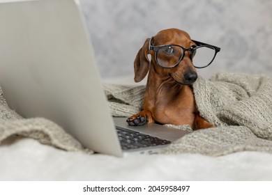 Dwarf Sausage Dachshund In Black Glasses Covered With A Gray Blanket Works, Reads, Looks At A Laptop. Dog Blogger. Home Office.