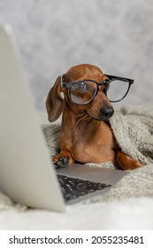 Dwarf Sausage Dachshund In Black Glasses Covered With A Gray Blanket Works, Reads, Looks At A Laptop. Dog Blogger. Home Office.