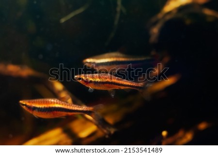 dwarf schooling species pencilfish, shoal swim in biotope design aquarium, neon glowing colors, low light with brown tannin stained acid water, blackwater fish native to Rio Negro, blurred background