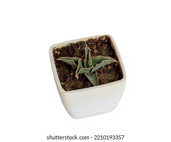 Dwarf Star Snake Plant On White Isolated Background