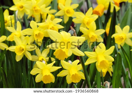 Dwarf Tate-a-tete Daffodils 'Narcissus' in bloom