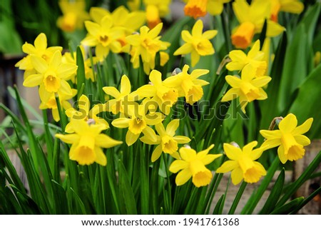 Dwarf Tate-a-tete Daffodils 'Narcissus' in bloom