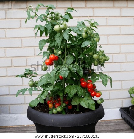   Dwarf Tiny Tim tomato plant with ripening fruits