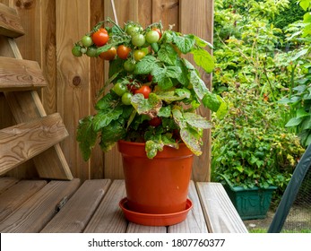 Dwarf Tomato Plant In A Pot With Ripe And Unripe Tomatoes, Variety Red Robin