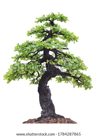 Dwarf tree isolated on white background. Ebony popular as a ornamental plant, the bark is rough, dark brown, almost black.