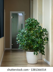 Dwarf Umbrella, Schefflera Arboricola Tree At Office
