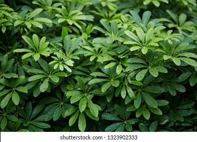 Dwarf Umbrella Tree High Res Stock Images Shutterstock