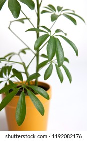 Dwarf Umbrella Tree In Yellow Flowerpot