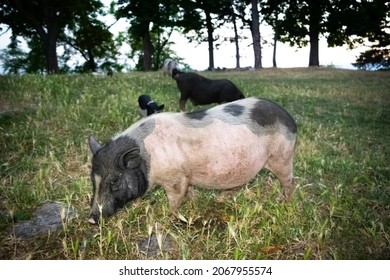 Dwarf Vietnamese pot-bellied black-and-white mini pigs stands on  green grass at sunset on trees background. Countryside landscape and domestic decorative animals.