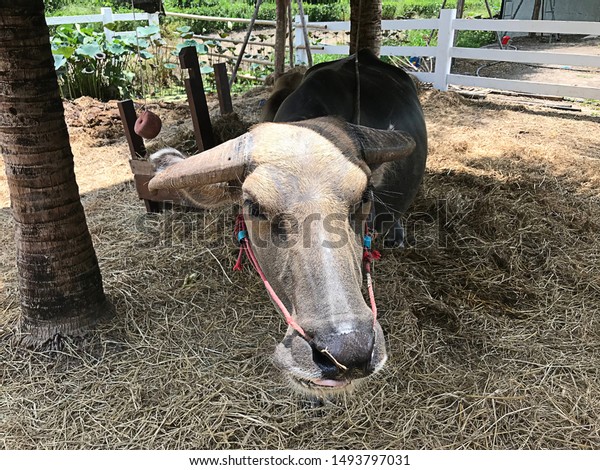 Water Buffalo Farm Thailand Stock Photo (Edit Now) 1493797031