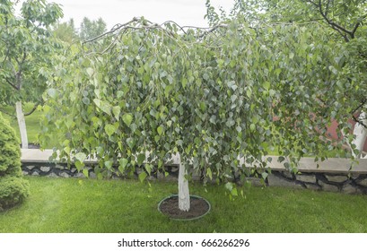 Dwarf Weeping Tree Images Stock Photos Vectors Shutterstock,Painting Baseboards Before And After
