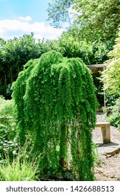 Dwarf Weeping Tree Images, Stock Photos & Vectors | Shutterstock