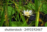 A dwarf or white wild Lotus flower grows spontaneously in a grassy Marsh. 
