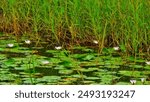 A dwarf or white wild Lotus flower grows spontaneously in a grassy Marsh. 