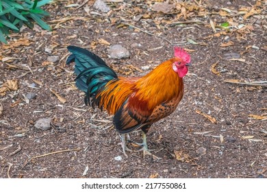 Dwarf wild male hen Red junglefowl in Puerto de la Cruz in Tenerife, Spain. A bright red-orange rooster with a glossy tail stands on brown ground. Fauna of the Canary Islands
