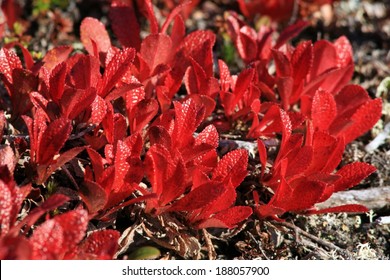 Dwarf Willow In Autumn Colours. Norway