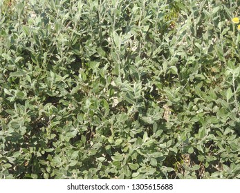 Dwarf Willow As A Background