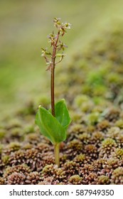 Dwarf Willow (Salix Herbacea)