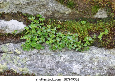 Dwarf Willow (Salix Herbacea)