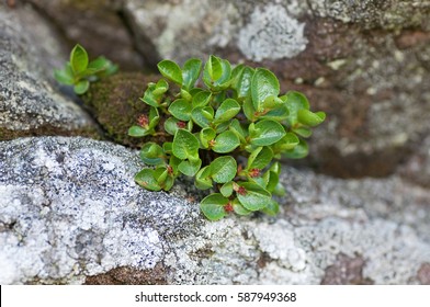 Dwarf Willow (Salix Herbacea)