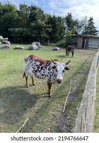 Dwarf Zebu, Bos Taurus Indicus. A Domesticated Bovine.