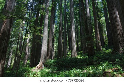 Dwarfed By The Giant Redwood Forest