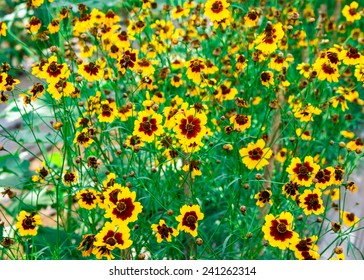 Dwart Plains Coreopsis Flower