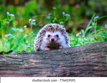 Dwraf hedgehog on stump, Young hedgehog on timber wiith eye contact, Sunset and sorft light, Bokeo background.