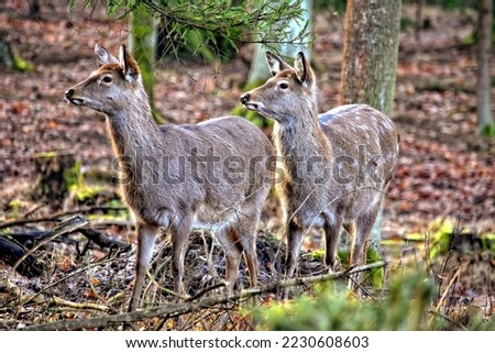 Dybowski's sika deer, Wood animals
