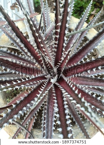 Dyckia with sharp side of the leaves 