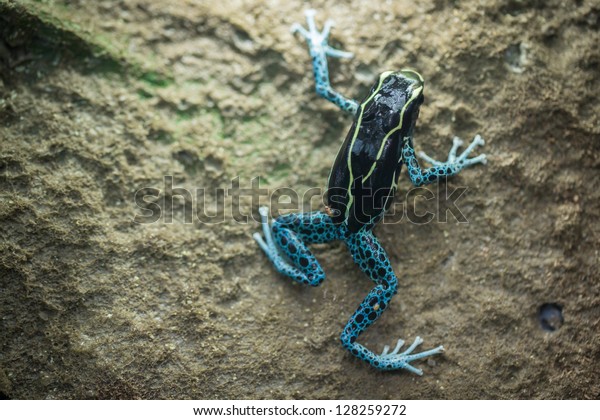 Dyeing Poison Dart\
Frog climbing on the\
wall