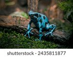 The Dyeing Poison Dart Frog (Dendrobates tinctorius)