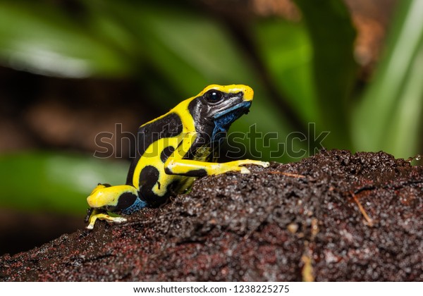Dyeing poison dart frog \