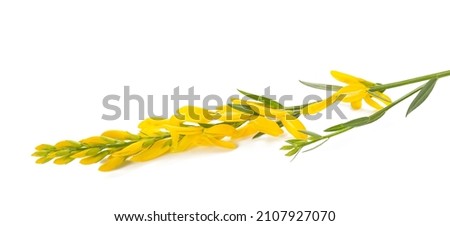 Dyer's broom flowers isolated on white background
