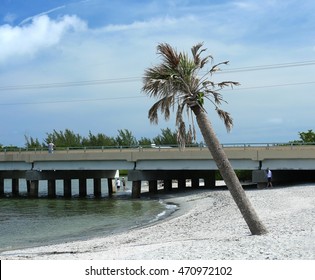 Dying Cabbage Palm Tree Falling Over Close To The Shoreline.