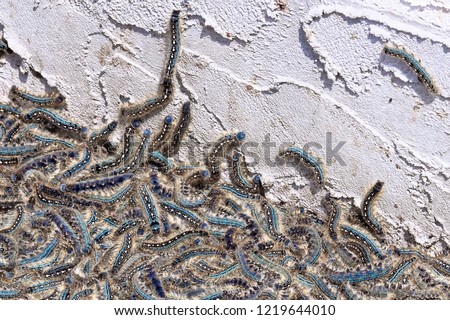 Dying caterpillars fall off the walls of a stucco house
