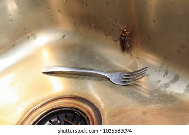 Dying Cockroach Blattodea Crawling Around The Kitchen, Isolated,