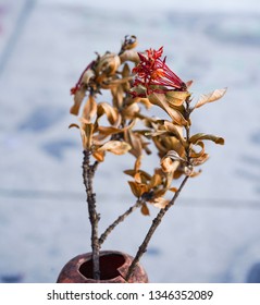 Dying Flowers Inside Traffic Cone