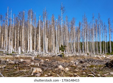Dying forest in Germany. Through climate change, drought and bark beetles. Dynamics through motion blur.
