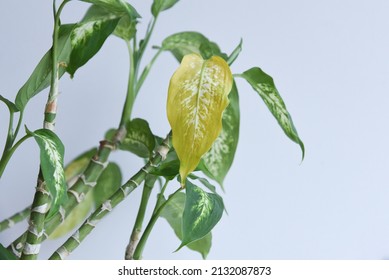 Dying House Plant Dieffembachia With Yellow Leaves. 