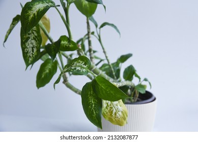 Dying House Plant Dieffembachia With Yellow Leaves. 