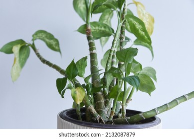 Dying House Plant Dieffembachia With Yellow Leaves. 