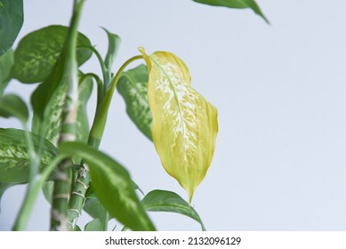 Dying House Plant Neglected Isolated On White Background