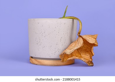 Dying Houseplant With Hanging Dry Leaf In Flower Pot On Violet Background