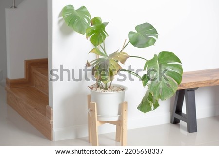 Dying Monstera, Lack of Care Ornamental Plant, Home Plant, Improper Care