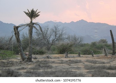 Dying Palm Trees In The Desert Sands of uae